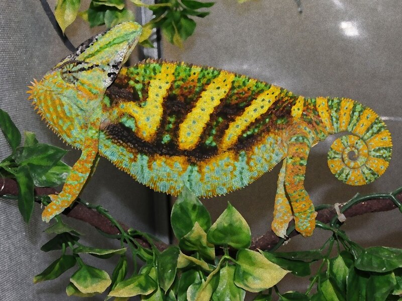 Colorful chameleon on branch