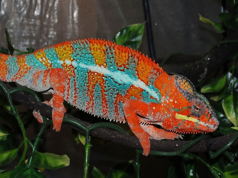 colorful chameleon on branch