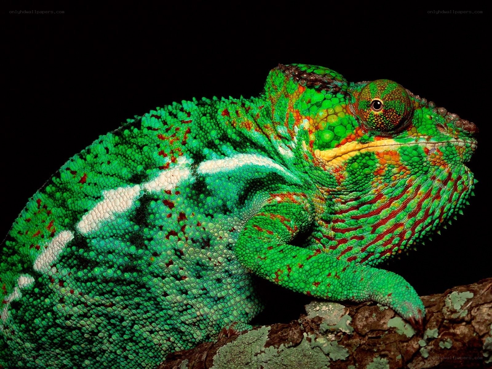 Colorful chameleon on branch
