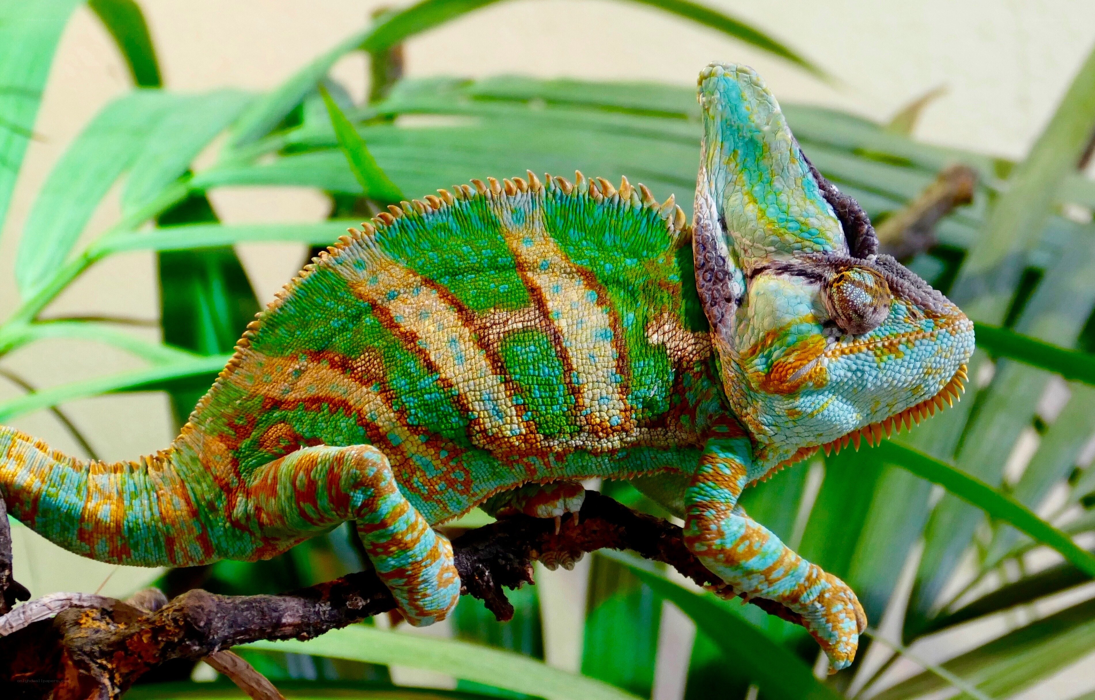 Colorful chameleon on branch