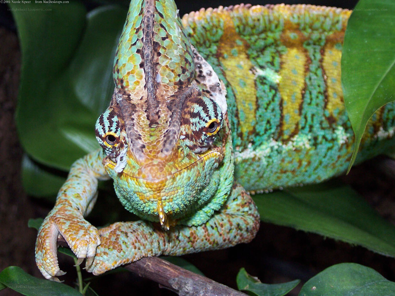 colorful chameleon on branch