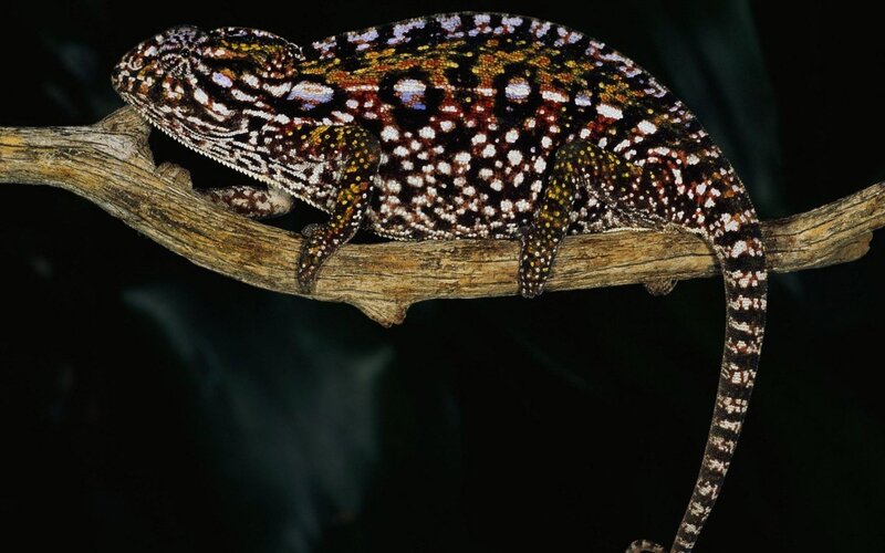 colorful chameleon on branch