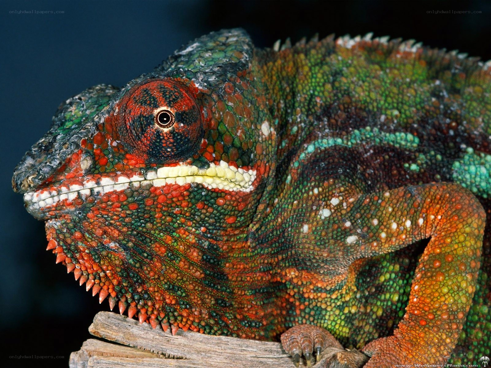 Colorful chameleon on branch