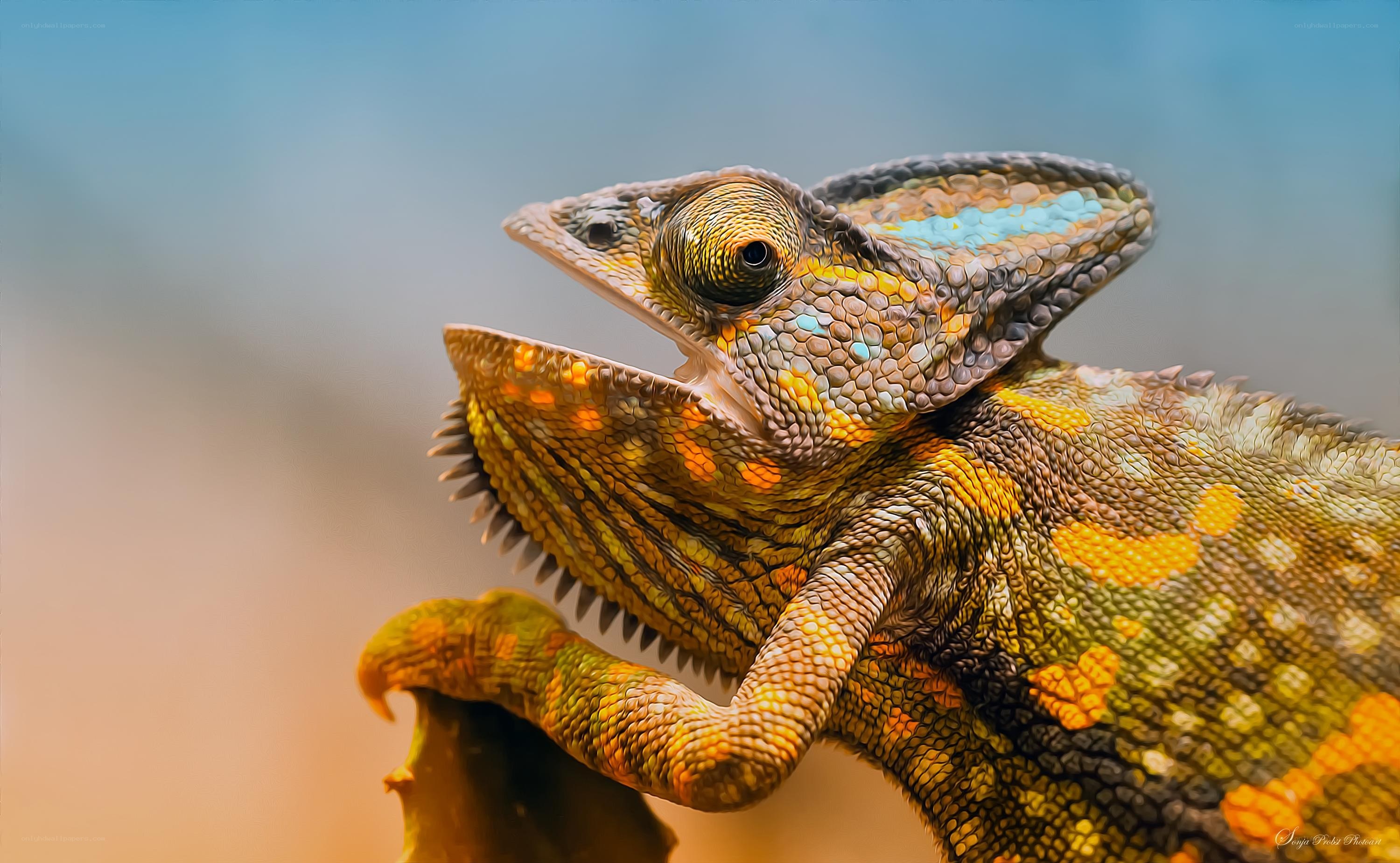colorful chameleon on branch