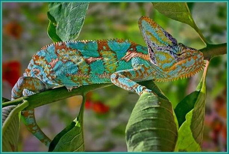 Colorful Chameleon on Branch — Blue, Calm