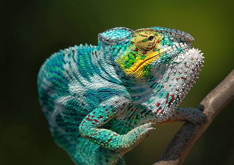 Colorful Chameleon on Branch — Blue