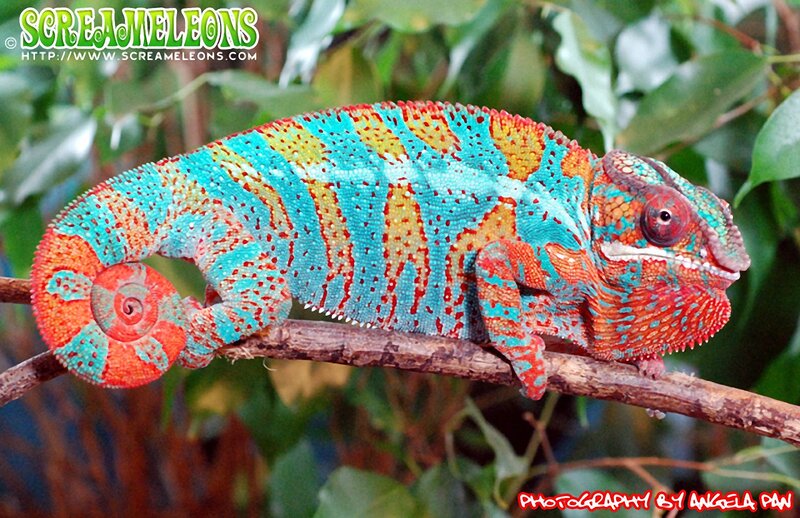 Colorful Chameleon on Branch — Blue, Vibrant