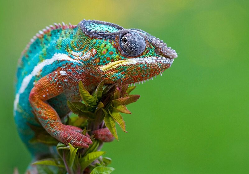 Colorful Chameleon on Branch — Calm