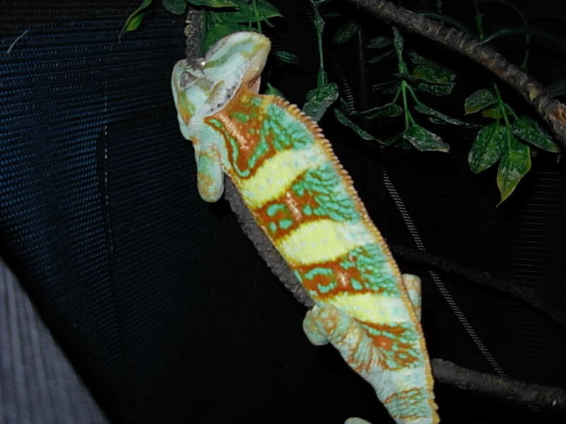 Colorful Chameleon on Branch — Green, Calm, Night