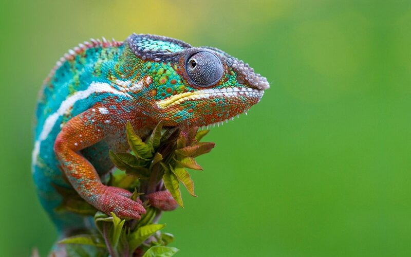 Colorful Chameleon on Branch — Green, Calm, Photograph, Leaves