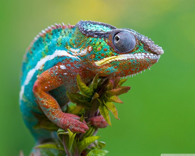 Colorful Chameleon on Branch — Green, Calm