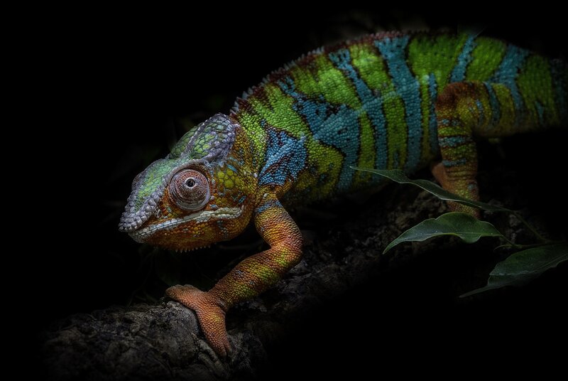 Colorful Chameleon on Branch — Green, Dramatic, Night