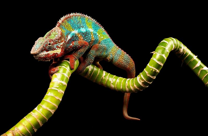 Colorful Chameleon on Branch — Green, Dramatic, Photograph, Black Background