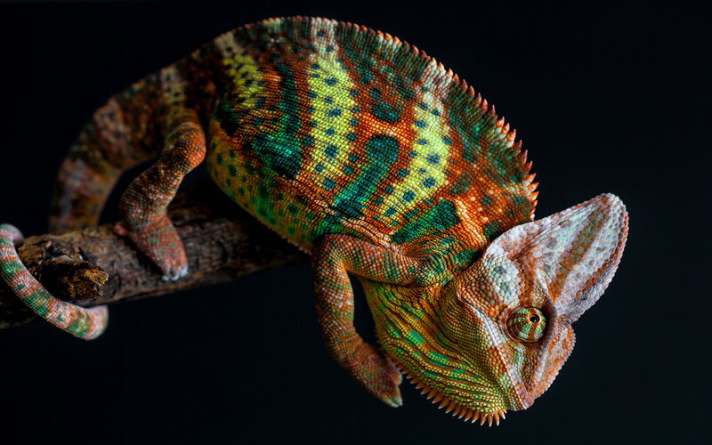 Colorful Chameleon on Branch — Green, Dramatic, Photograph