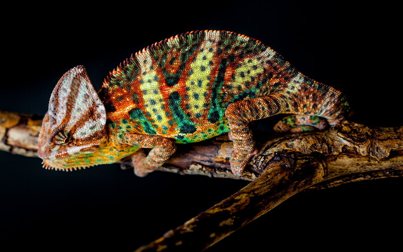 Colorful Chameleon on Branch — Green, Dramatic