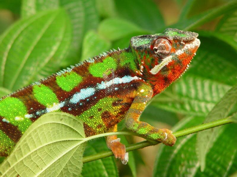 Colorful Chameleon on Branch — Green, Natural
