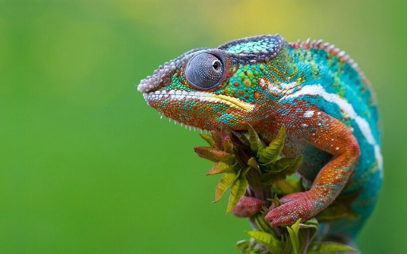 Colorful Chameleon on Branch — Green, Photograph