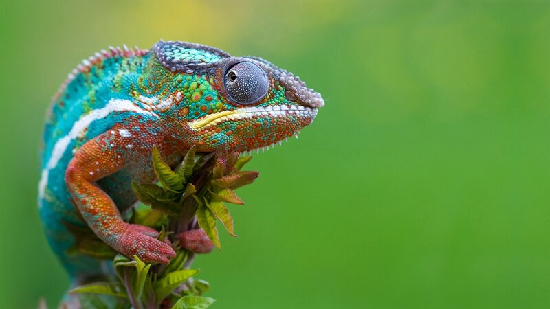 Colorful Chameleon on Branch — Green