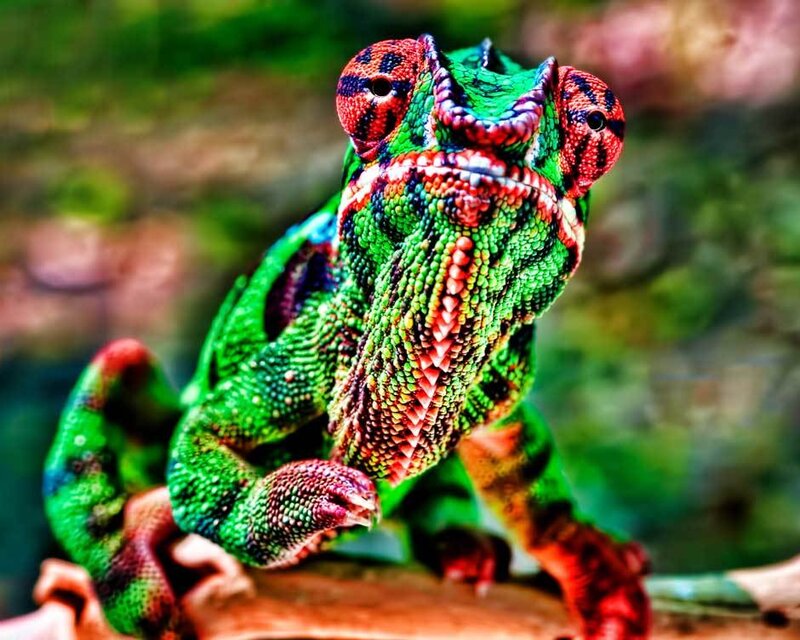 Colorful Chameleon on Branch — Green, Vibrant
