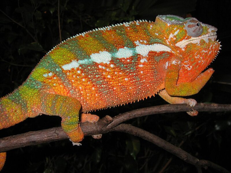 Colorful Chameleon on Branch — Orange, Calm
