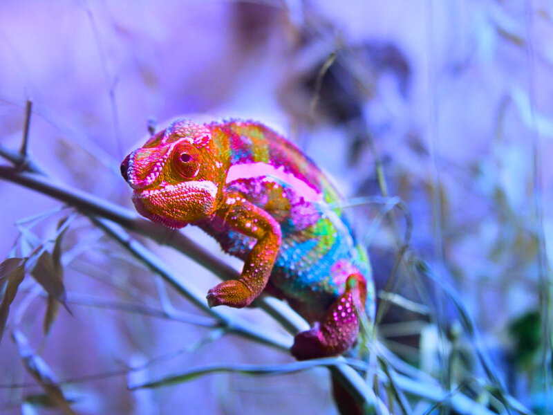 Colorful Chameleon on Branch — Purple