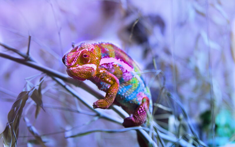 Colorful Chameleon on Branch — Purple, Vibrant
