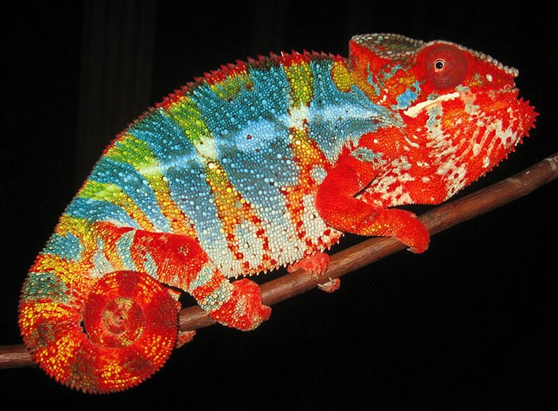 Colorful Chameleon on Branch — Red, Dramatic, Photograph