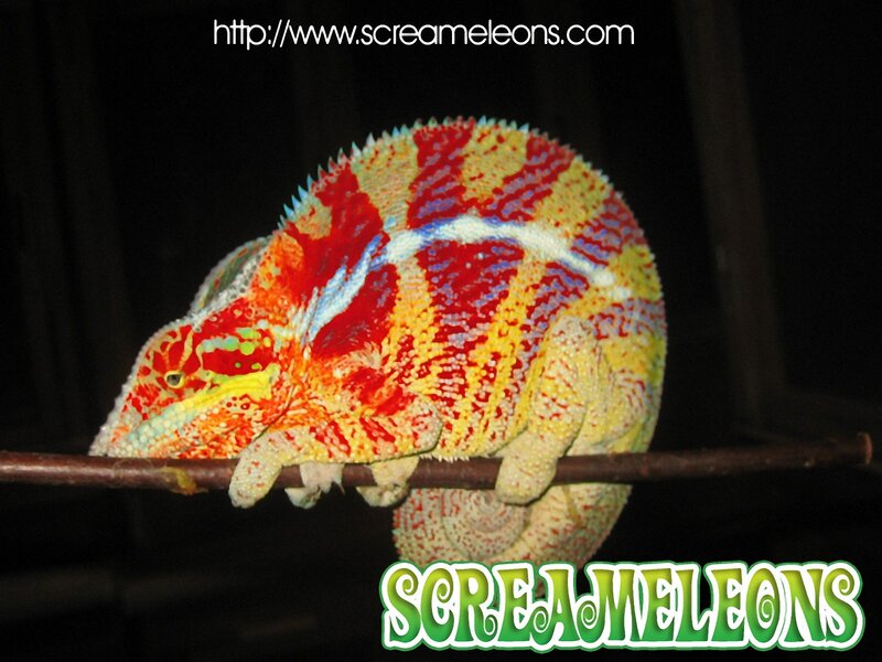 Colorful Chameleon on Branch — Red, Dramatic