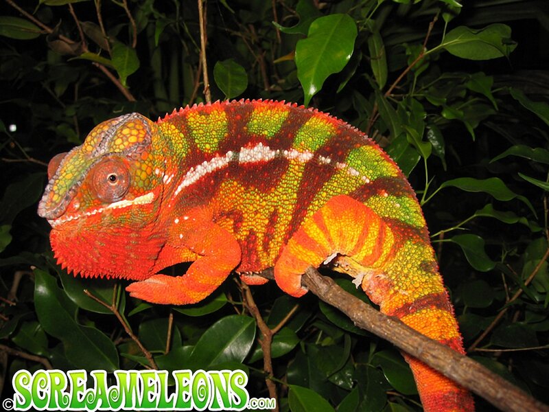 Colorful Chameleon on Branch — Red, Natural, Night