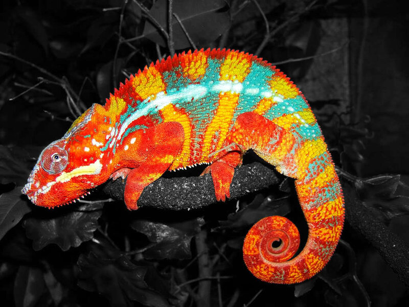 Colorful Chameleon on Branch — Red