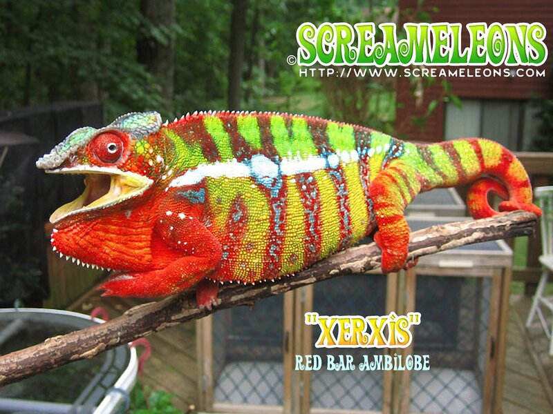Colorful Chameleon on Branch — Red, Vibrant, Afternoon
