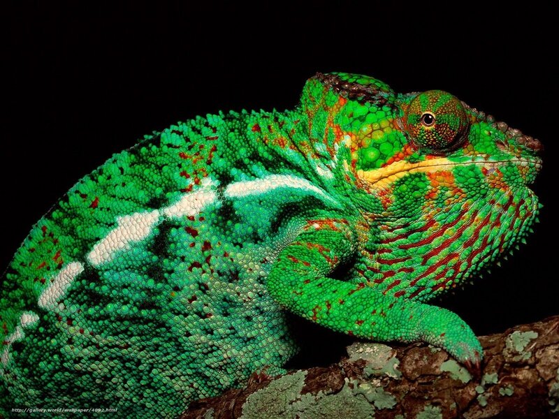 Colorful chameleon on branch