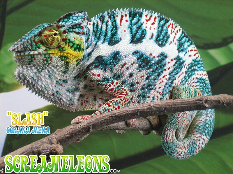 Colorful Chameleon on Branch — White