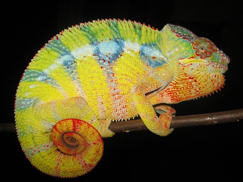 Colorful Chameleon on Branch — Yellow