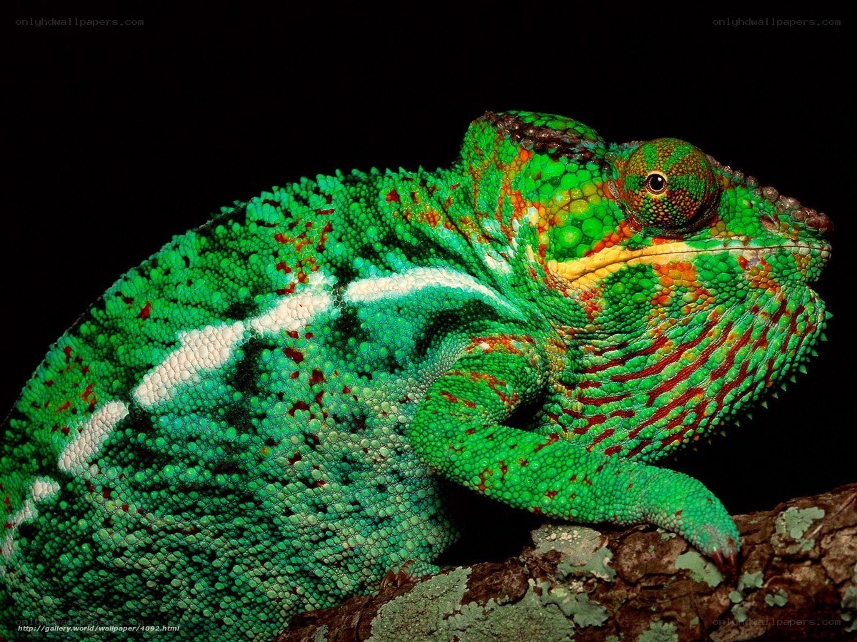 Colorful chameleon on branch