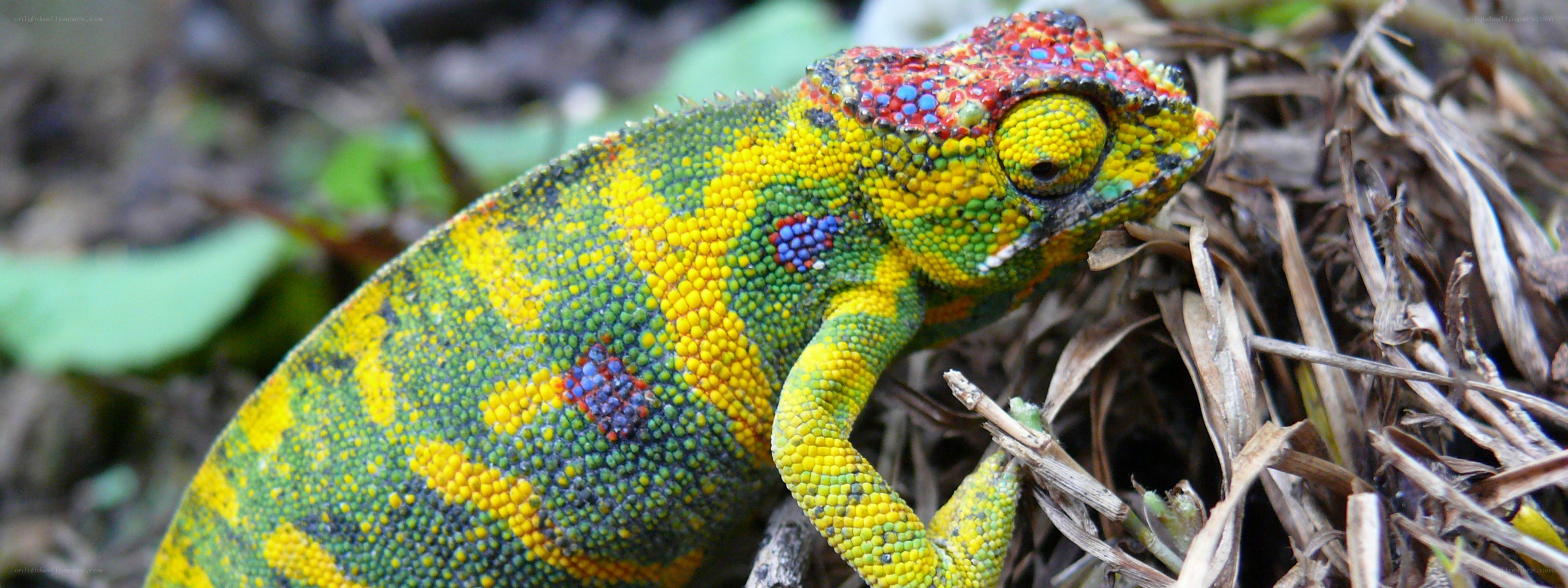 Colorful chameleon on dry grass