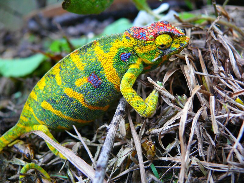 Colorful chameleon on forest floor