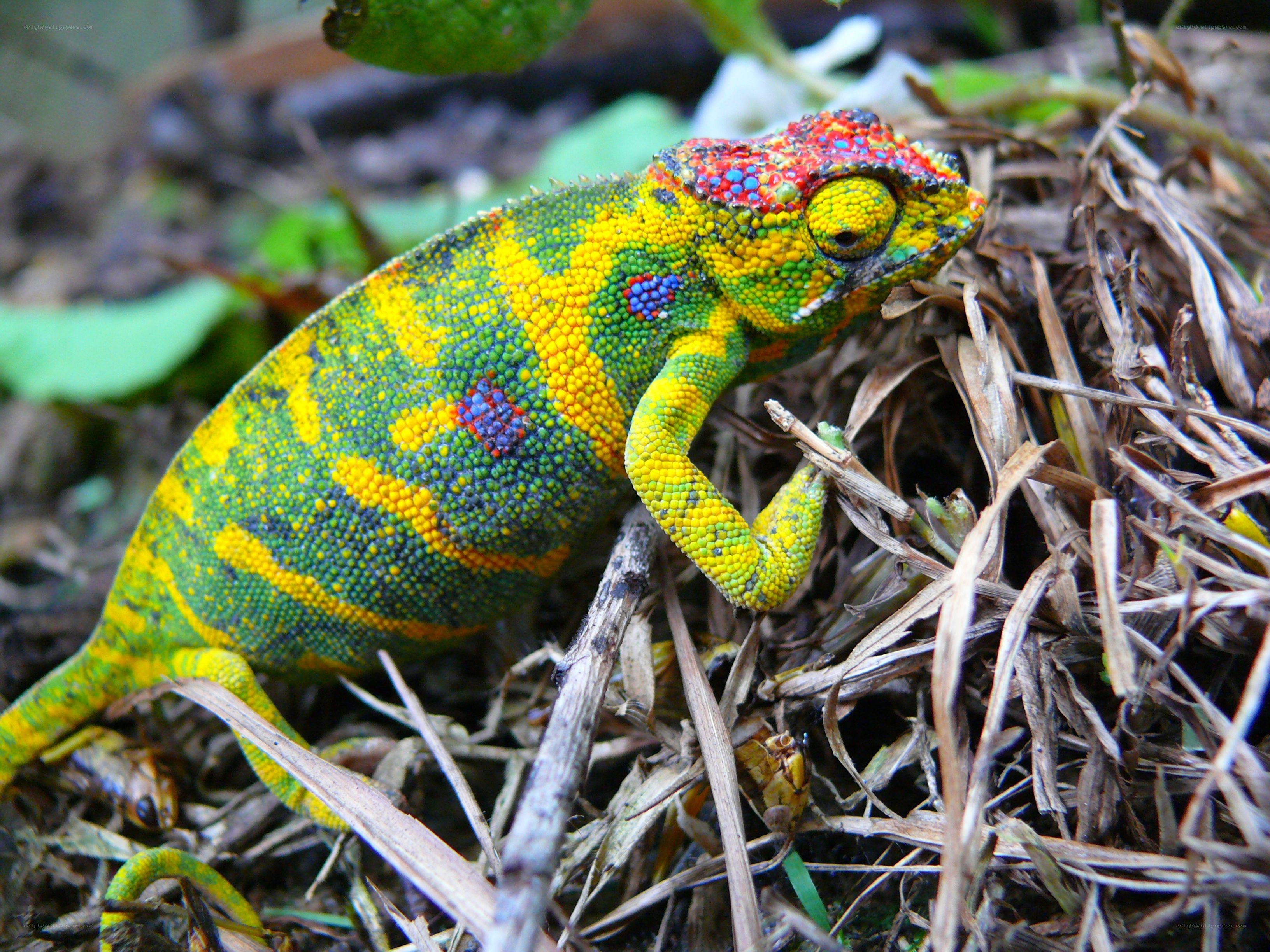 Colorful chameleon on forest floor