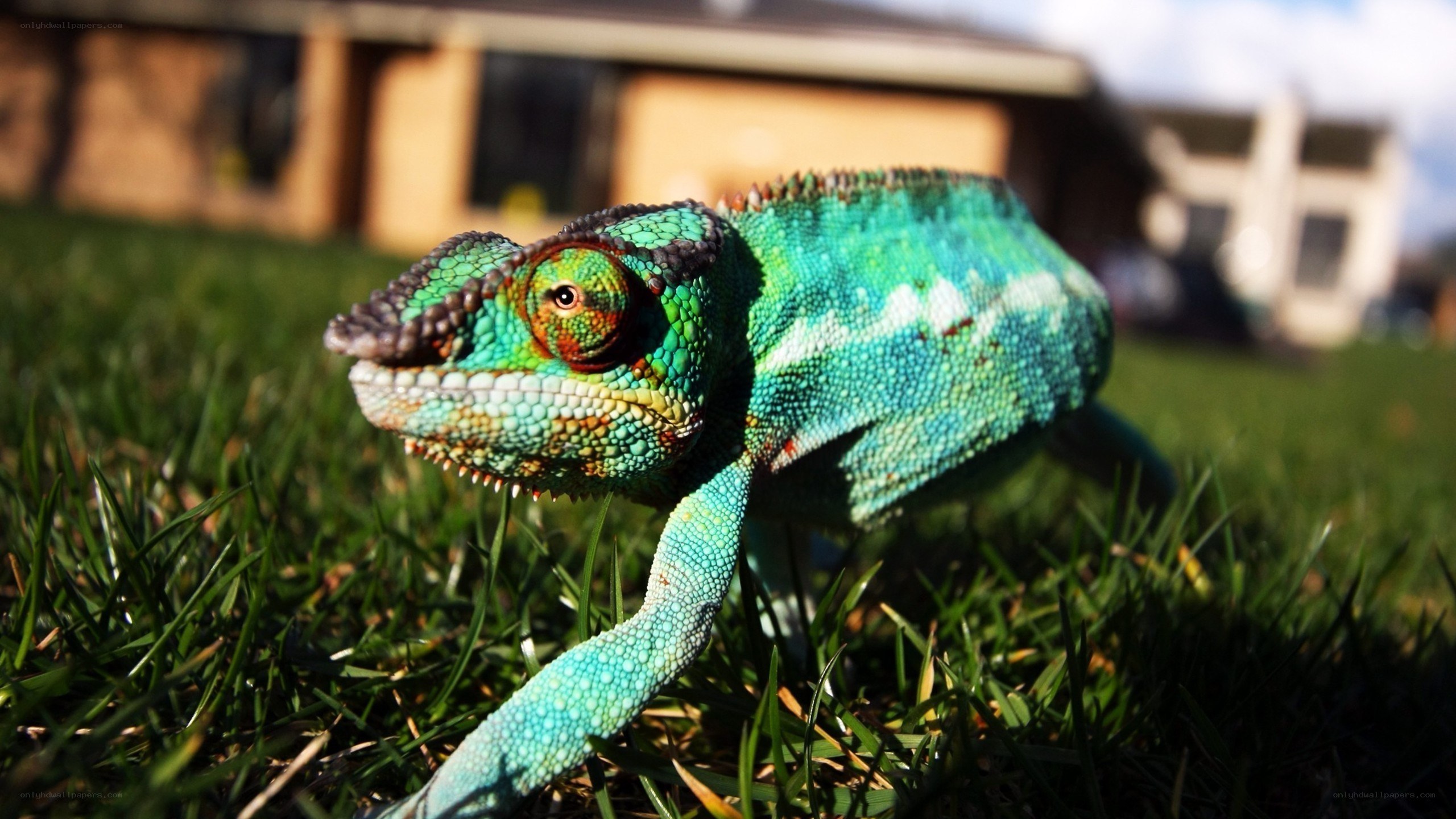 colorful chameleon on grass