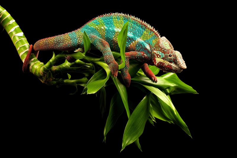 Colorful chameleon on green branch