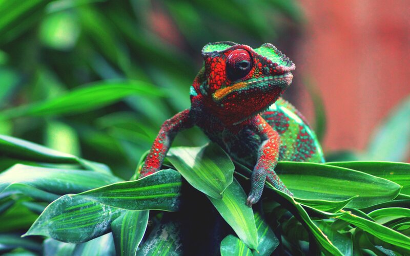 colorful chameleon on green leaves