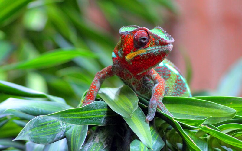Colorful chameleon on green leaves