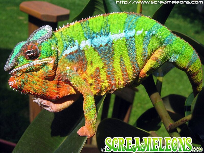 Colorful Chameleon on Leaf — Green, Natural