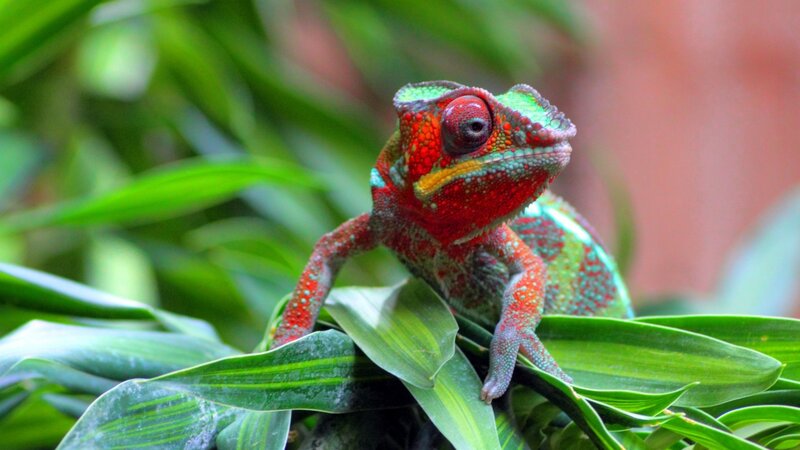 Colorful Chameleon on Leaf — Red