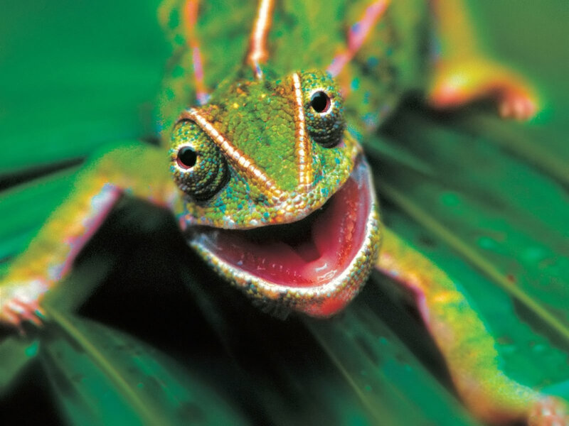 colorful chameleon on leaf