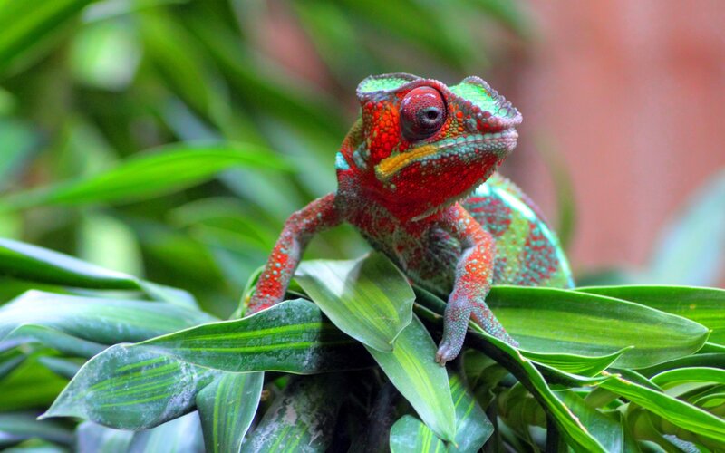 Colorful Chameleon on Leaves