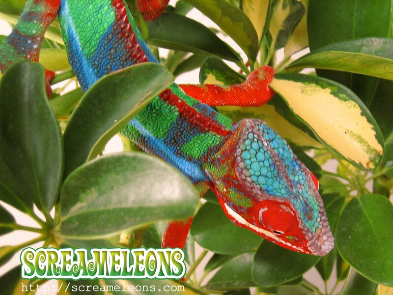 Colorful Chameleon on Plant
