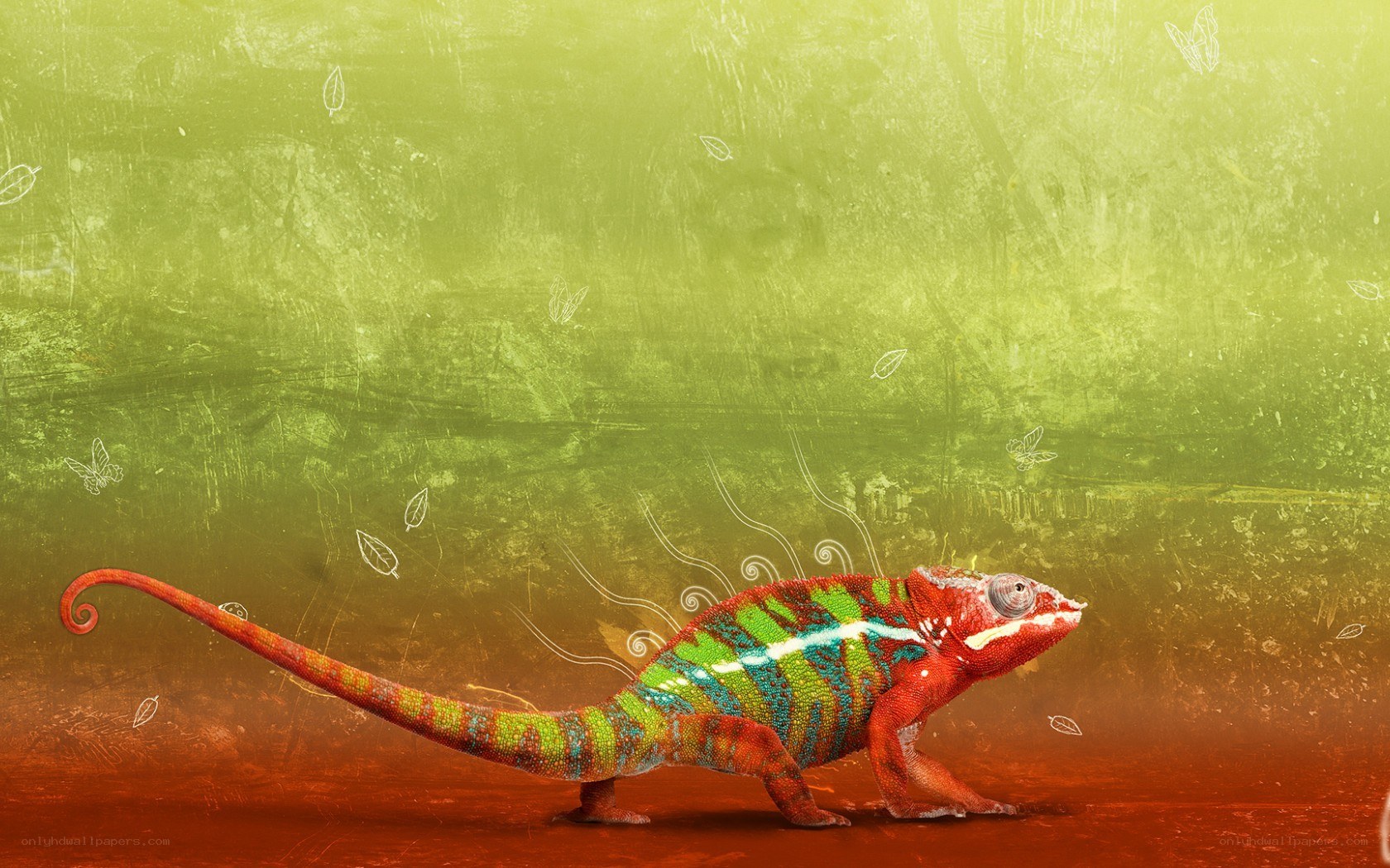 Colorful chameleon on textured background