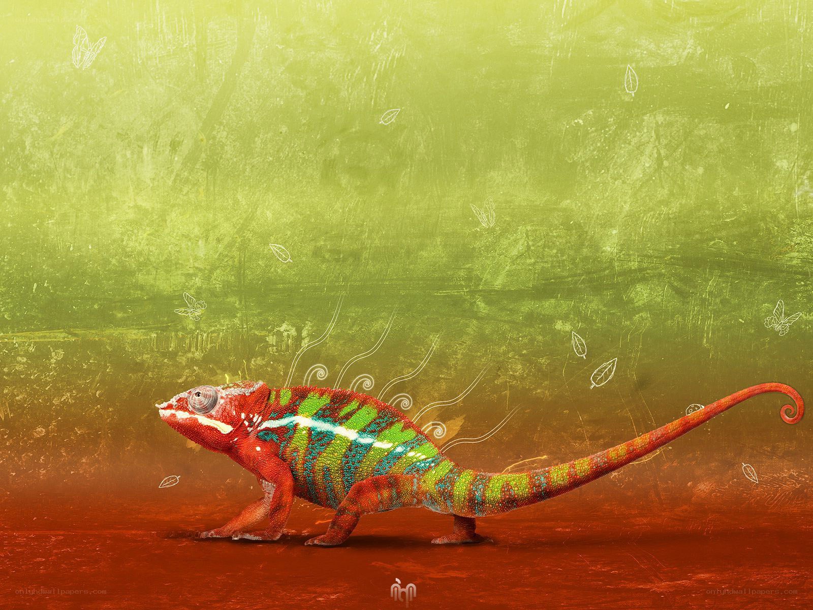 Colorful chameleon on textured background