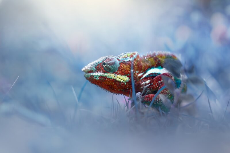 Colorful Chameleon — Red, Serene